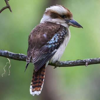 Laughing Kookaburra, Australien © Imogen - stock.adobe.com