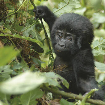 Begegnung mit einem Gorilla-Baby 