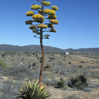 Unterwegs in Baja California 