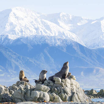 Robben an der Küste bei Kaikoura 