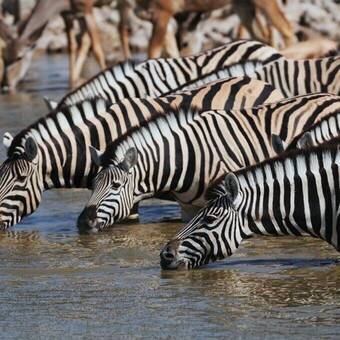 Steppenzebras © Photohunter - Fotolia