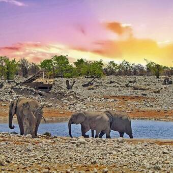 Elefanten an einem Wasserloch in Etosha © paula - stock.adobe.com
