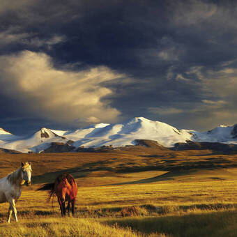 Grasende Pferde im Sonnenuntergang 