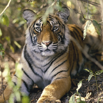Tiger im Nationalpark 