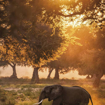 Elefant im Sonnenuntergang 