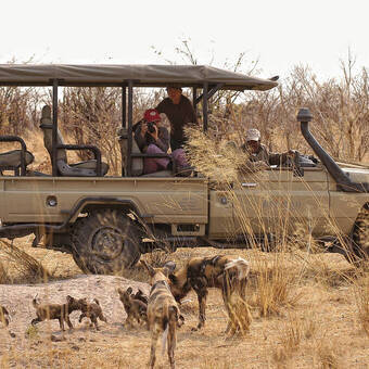Wildhunde während der Pirsch 