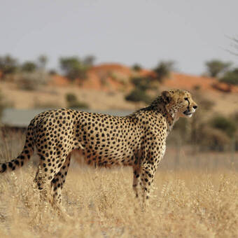 Gepard in der Kalahari 
