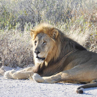 Löwenbegegnung unterwegs 
