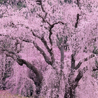 Kirschblüte in Japan 