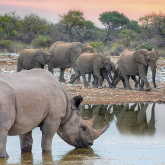 Nashorn und Elefanten am Wasserloch, Etosha Nat.-Park 