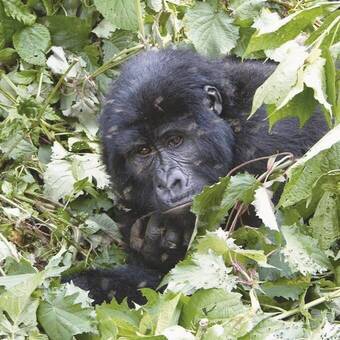 Beobachtung eines Gorillas 