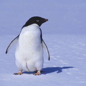 Pinguin in der Antarktis 