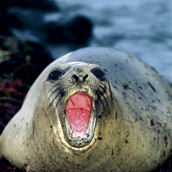 Ein Seeelefant begrüßt uns lautstark 