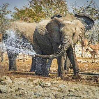 Wasserspiele, Elefant´s Lieblingsbeschäftigung 