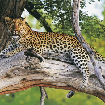 Selten zu sehen: der scheue Leopard 