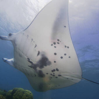 Begegnung mit einem Manta, Yap 