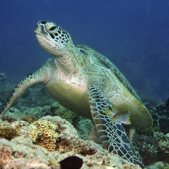 Unterwasser-Begegnung 