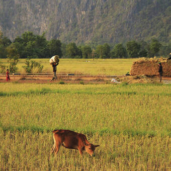 Ländliches Laos 