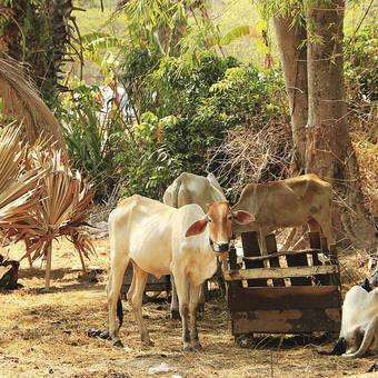 Auf dem Land in Kambodscha 