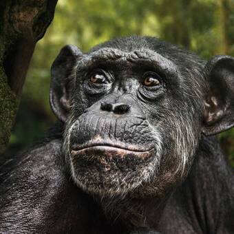 Schimpansenportrait 