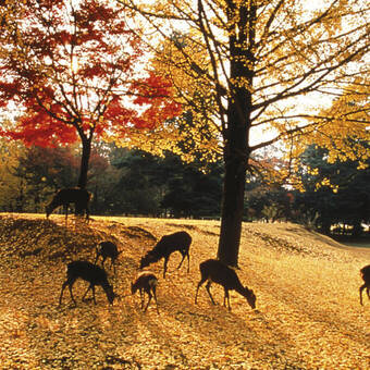 Herbststimmung im Nara-Park 