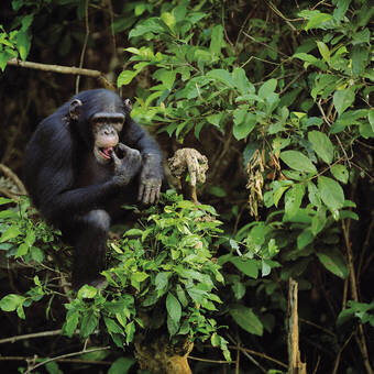 Schimpanse im Regenwald 