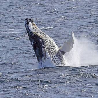 Buckelwal bei den Süd-Shetland Inseln 
