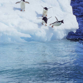 Adeliepinguine springen ins Meer. 