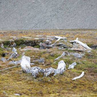 Thule archäologische Stätte am Caswell Tower in Radstock Bay, Devon Island, Nunavut, Kanada. 