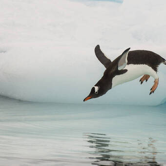 Eselspinguin springt vom Eisberg in der Antarktis ins Wasser 