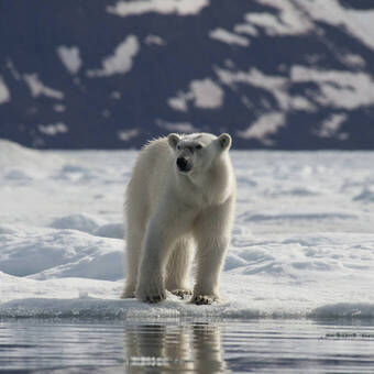Spitzbergen © Erwin Vermeulen-Oceanwide Expeditions