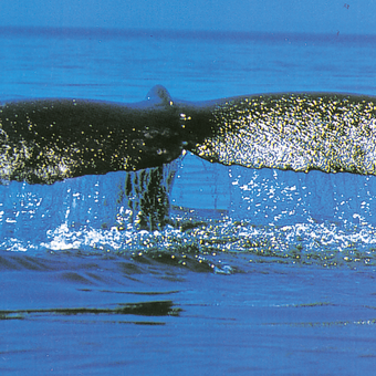 Walbeobachtung in Baja California 