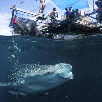 Wahle shark 