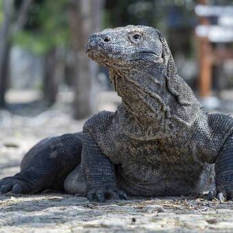 Komodo Dragon 