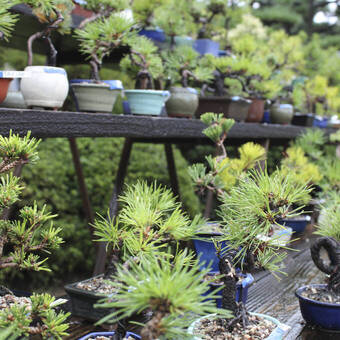Bonsai-Zucht in Takamatsu, Japan 