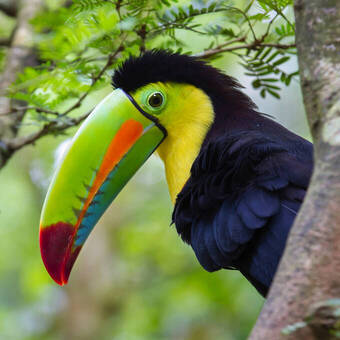 Kielschnabeltukan auf Costa Rica © Ivan Kuzmin - stock.adobe.com