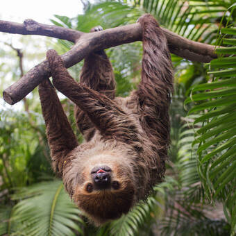 Zweifingerfaultier © kungverylucky - stock.adobe.com