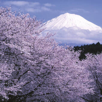 Kirschblüte am Fuß des Fuji 