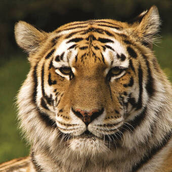 Bengalischer Tiger 