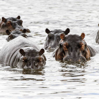 Wachsame Flusspferde 
