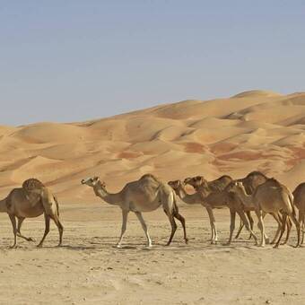 Kamele in den Wahiba Sands 