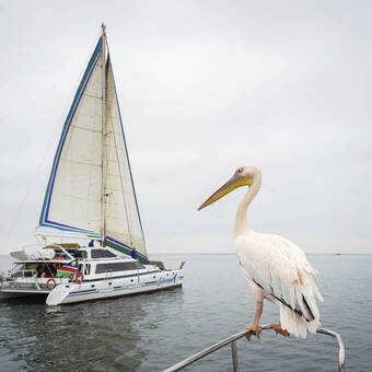 Ozeansafari, Pelikan an Bord 