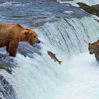 Ein brauner Grizzlybär Jagd Lachs am Fluss, Alaska, Katmai © majk101 - stock.adobe.com