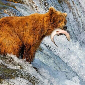 Bären in Alaska © Alexey - stock.adobe.com