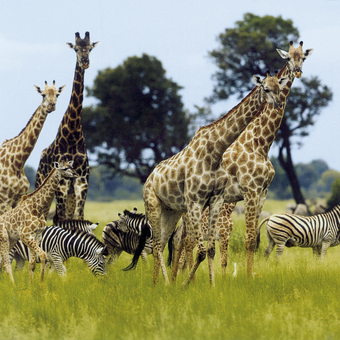 Giraffen und Zebras 