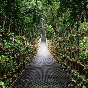 Brücke im Regenwald von Belize © nopporn - stock.adobe.com