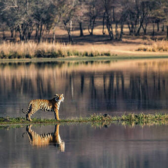 Bengalischer Tiger  