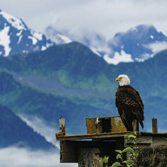 Adler nahe Seward 