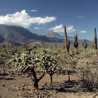 Kakteenlandschaft auf der Baja 