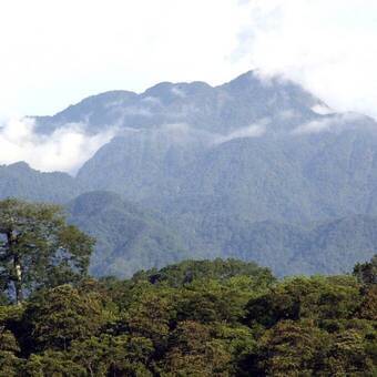 Honduras Regenwald 